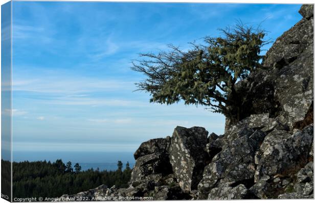 Tree and Rocks in Monchique Canvas Print by Angelo DeVal