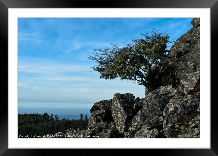 Tree and Rocks in Monchique Framed Mounted Print by Angelo DeVal