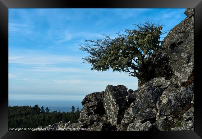 Tree and Rocks in Monchique Framed Print by Angelo DeVal