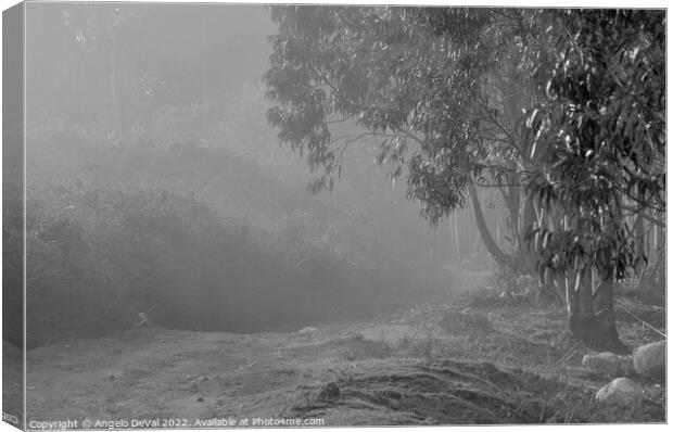 Foggy Paths in Monchique With Monochrome Canvas Print by Angelo DeVal