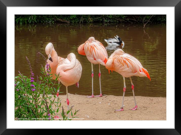 Flamingo Gathering  Framed Mounted Print by Jane Metters