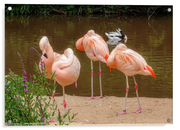 Flamingo Gathering  Acrylic by Jane Metters