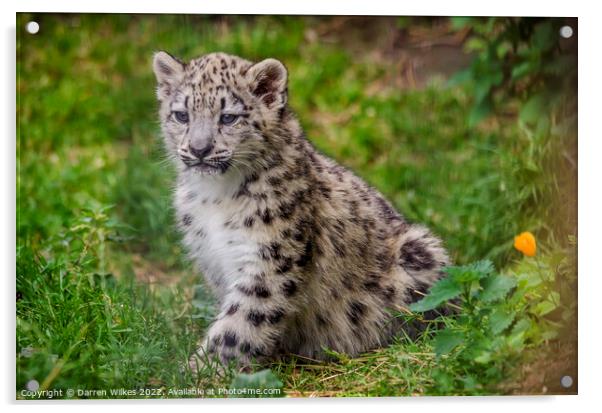 Baby Snow Leopard Acrylic by Darren Wilkes