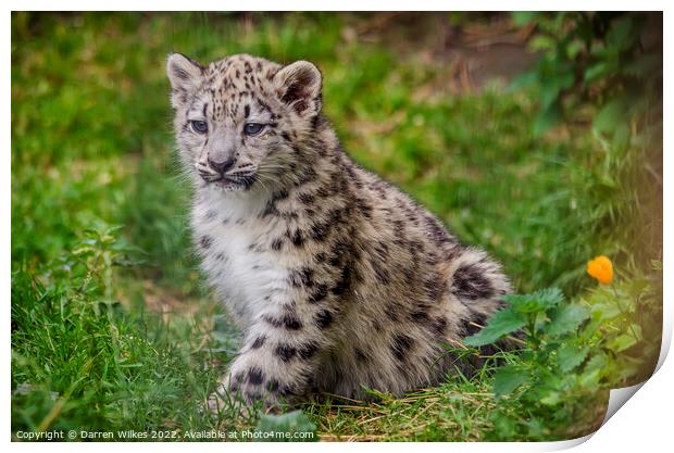 Baby Snow Leopard Print by Darren Wilkes