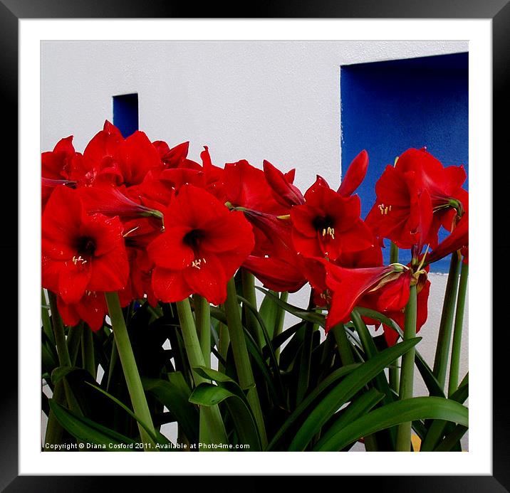 Red Amaryllis Framed Mounted Print by DEE- Diana Cosford