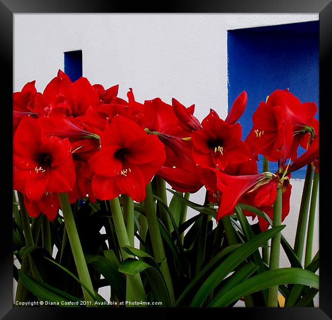 Red Amaryllis Framed Print by DEE- Diana Cosford