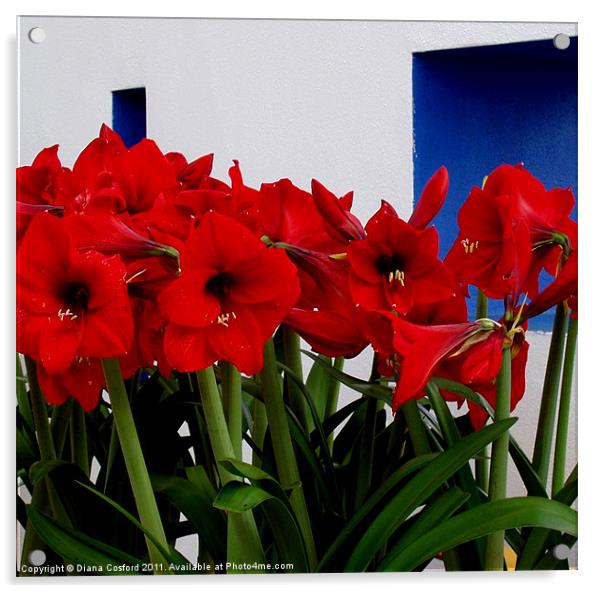 Red Amaryllis Acrylic by DEE- Diana Cosford