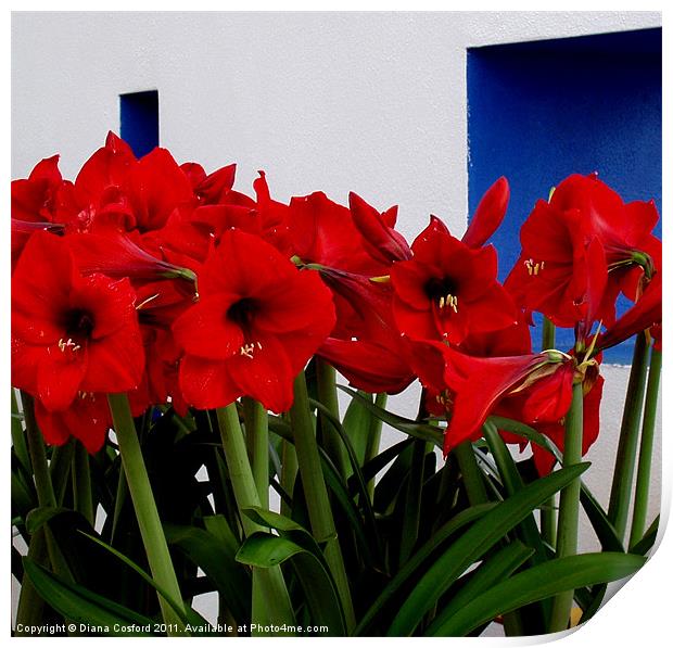 Red Amaryllis Print by DEE- Diana Cosford