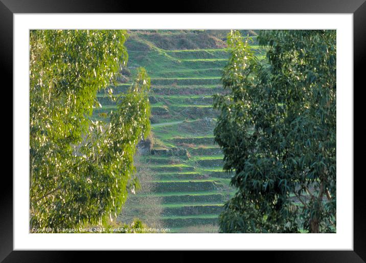 Socalcos Behind Trees in Monchique  Framed Mounted Print by Angelo DeVal