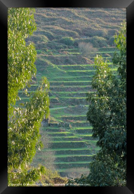 Socalcos Behind Trees in Monchique Mountains Framed Print by Angelo DeVal