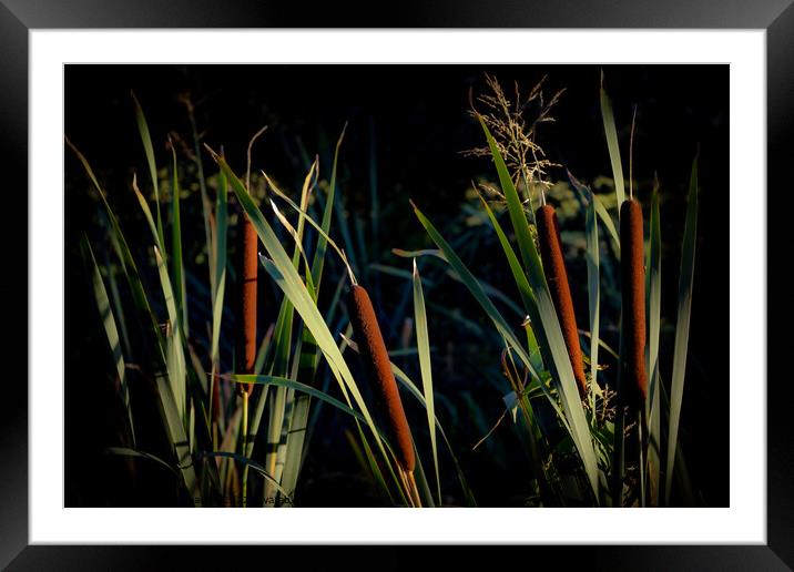 Evening Bullrushes  Framed Mounted Print by David McGeachie