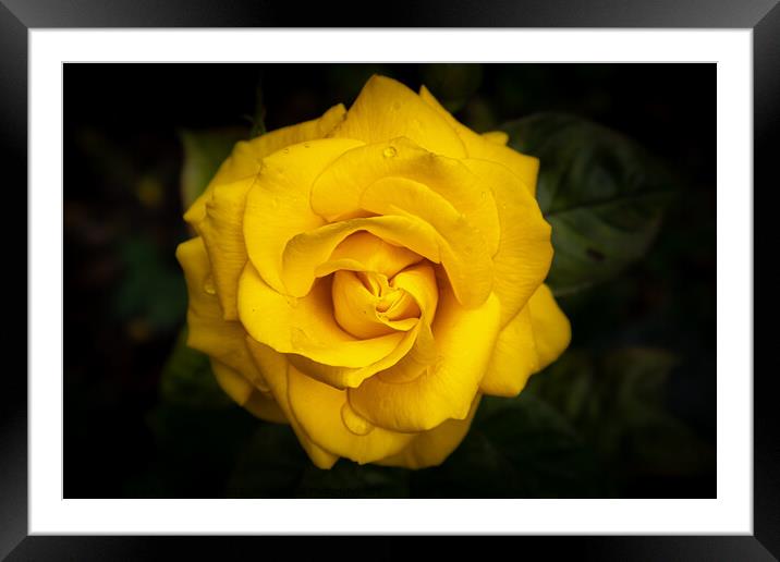 The Weeping Rose Framed Mounted Print by David McGeachie