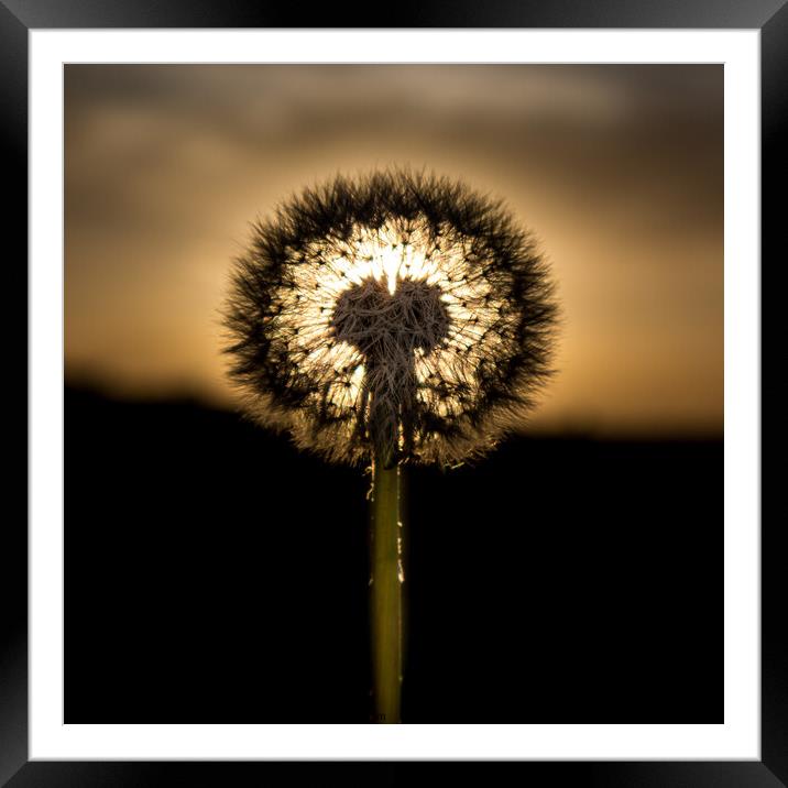 The Sunset Dandelion Framed Mounted Print by David McGeachie