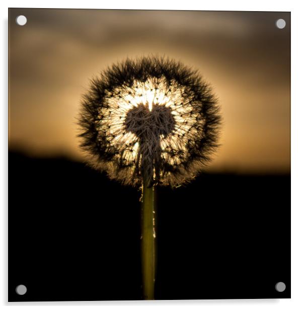 The Sunset Dandelion Acrylic by David McGeachie