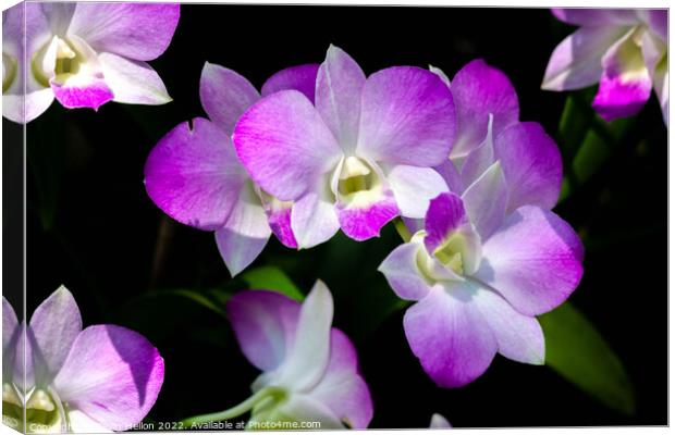 Purple orchids Canvas Print by Kevin Hellon
