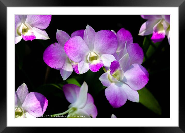 Purple orchids Framed Mounted Print by Kevin Hellon