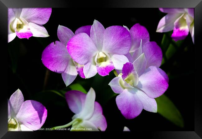 Purple orchids Framed Print by Kevin Hellon