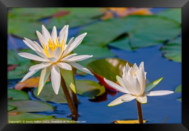 Water lilies and lily pads Framed Print by Kevin Hellon