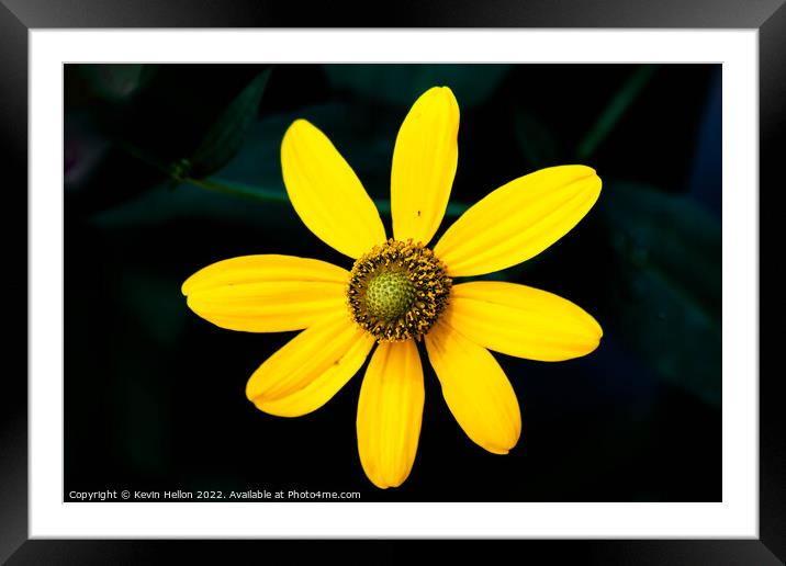 Rudbeckia flower Framed Mounted Print by Kevin Hellon