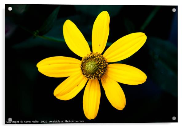Rudbeckia flower Acrylic by Kevin Hellon