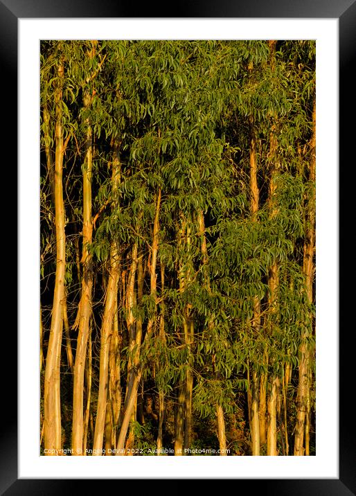 Eucalyptus Trees Background Framed Mounted Print by Angelo DeVal