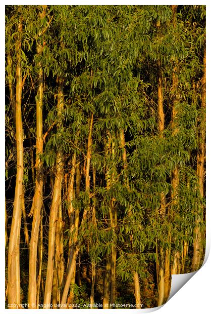 Eucalyptus Trees Background Print by Angelo DeVal