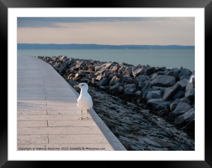 Gull on the Lungomare Promenade in Grado, Italy Framed Mounted Print by Dietmar Rauscher