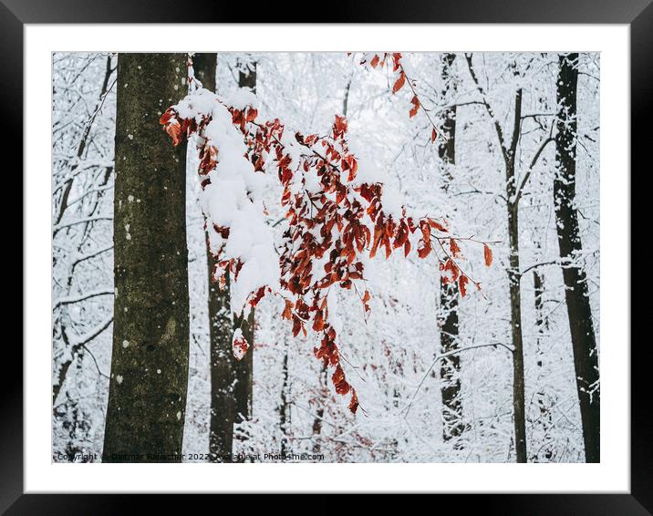 Red Beech Leaves in Winter Framed Mounted Print by Dietmar Rauscher