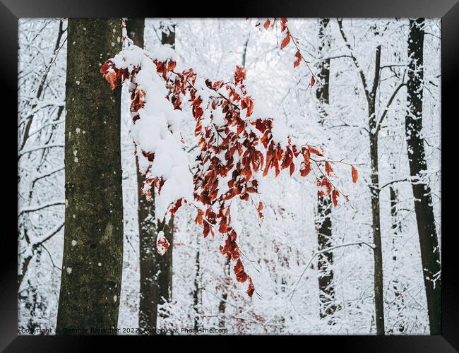 Red Beech Leaves in Winter Framed Print by Dietmar Rauscher