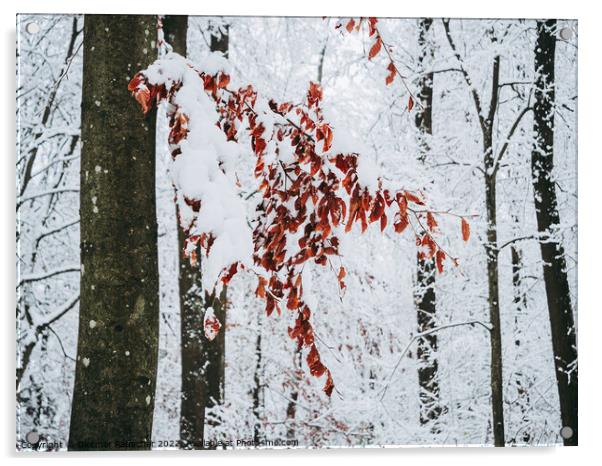 Red Beech Leaves in Winter Acrylic by Dietmar Rauscher