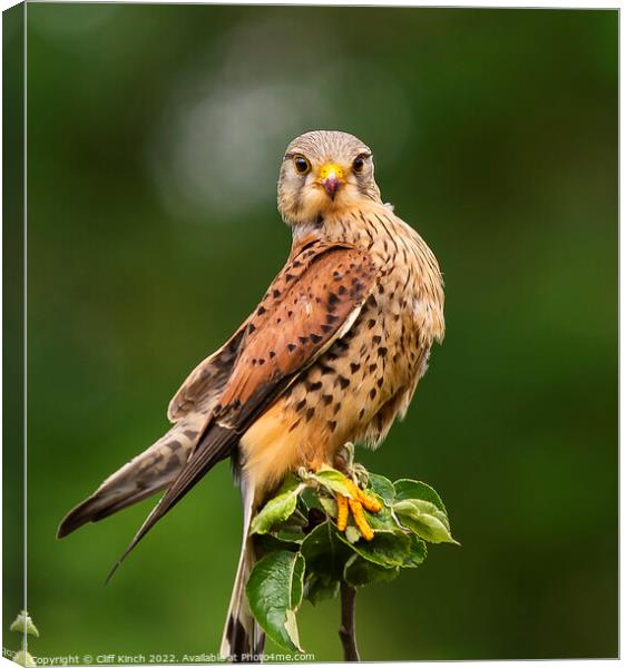 Kestrel staring right back Canvas Print by Cliff Kinch