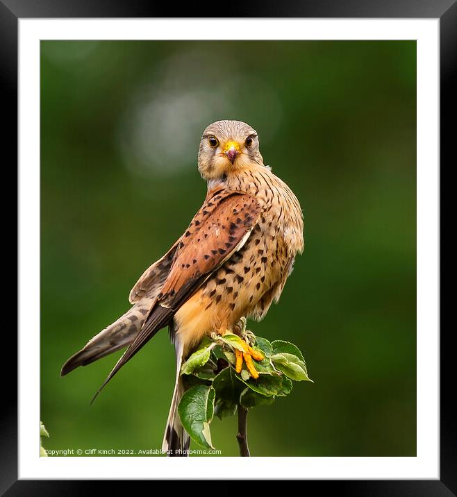 Kestrel staring right back Framed Mounted Print by Cliff Kinch