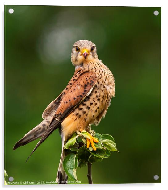 Kestrel staring right back Acrylic by Cliff Kinch