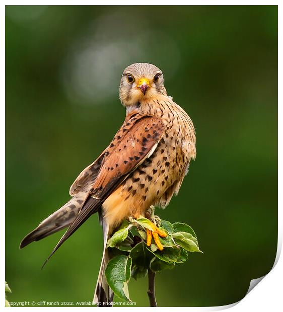 Kestrel staring right back Print by Cliff Kinch