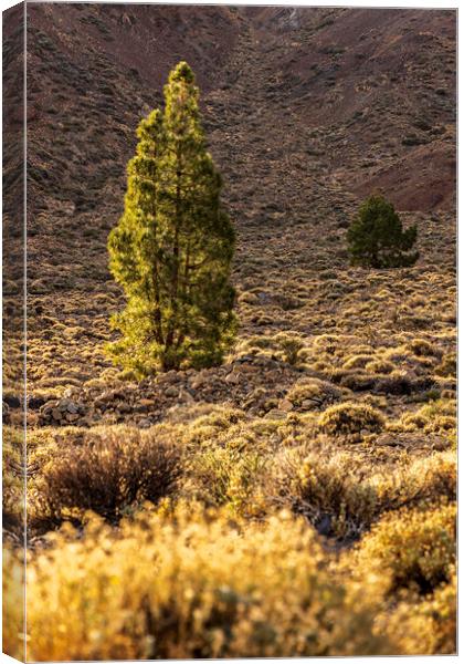 Canarian pine tree Tenerife Canvas Print by Phil Crean