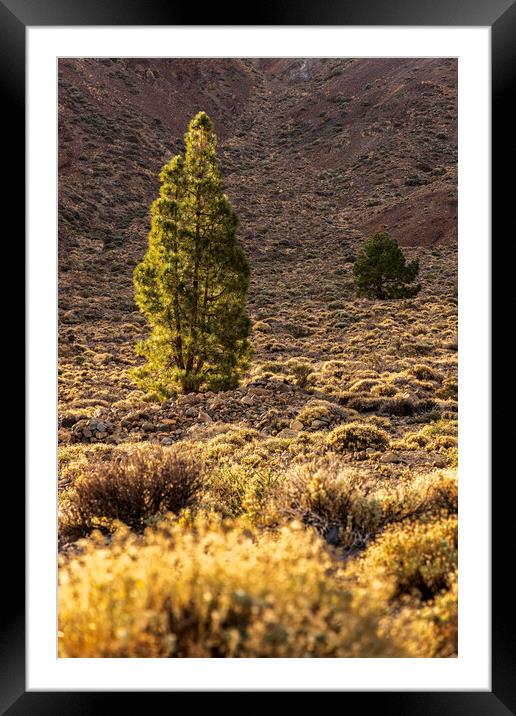 Canarian pine tree Tenerife Framed Mounted Print by Phil Crean