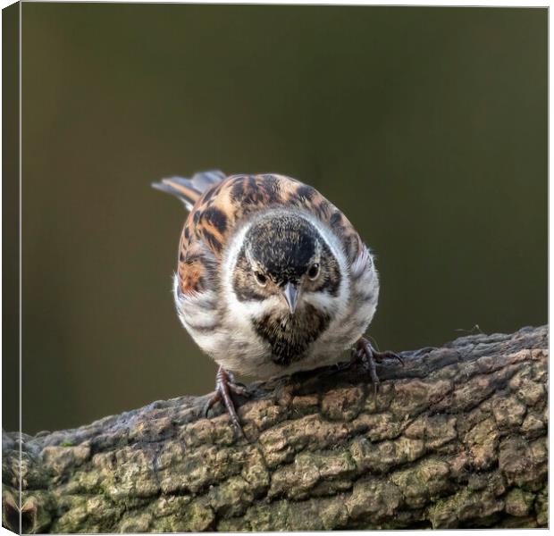 Reed Bunting Bird Canvas Print by Jonathan Thirkell