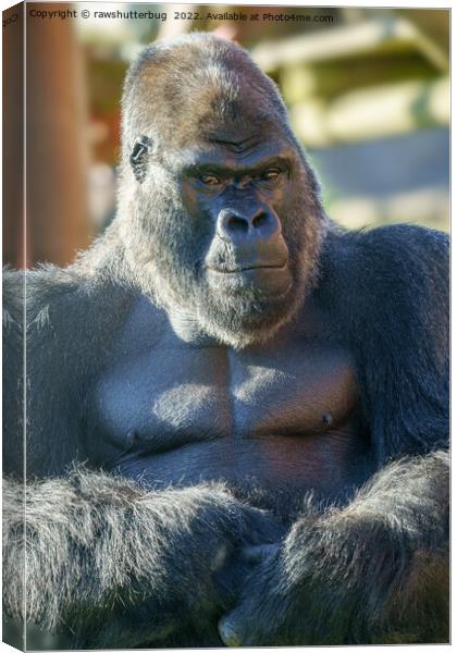 Striking Silverback  Canvas Print by rawshutterbug 