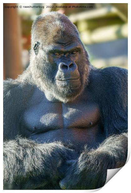 Striking Silverback  Print by rawshutterbug 