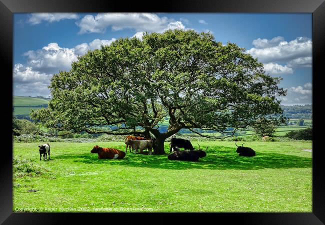 Roaming cows taking shade under a Dartmoor Tree Framed Print by Roger Mechan