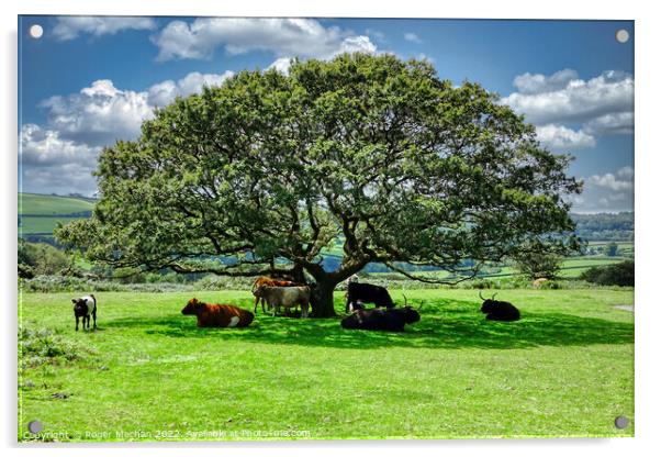Roaming cows taking shade under a Dartmoor Tree Acrylic by Roger Mechan