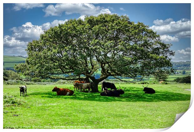 Roaming cows taking shade under a Dartmoor Tree Print by Roger Mechan