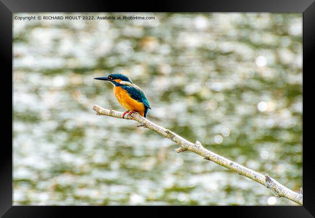 Hunting Kingfisher Framed Print by RICHARD MOULT