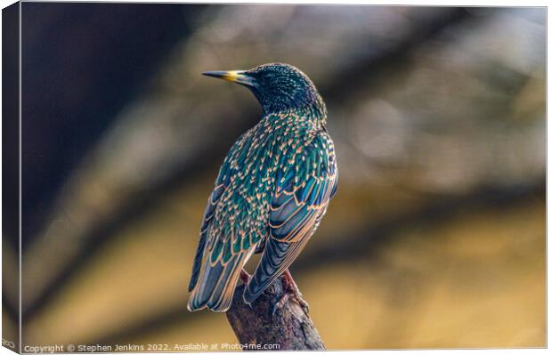  Starling  Canvas Print by Stephen Jenkins