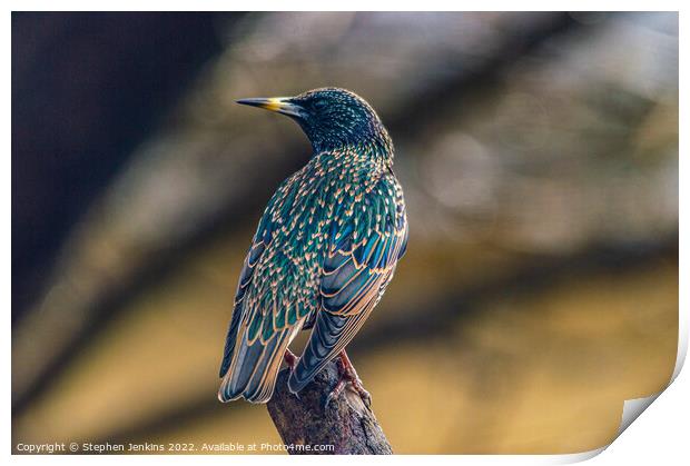  Starling  Print by Stephen Jenkins