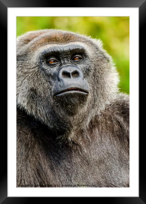 Silver back Gorilla  Framed Mounted Print by Darren Wilkes