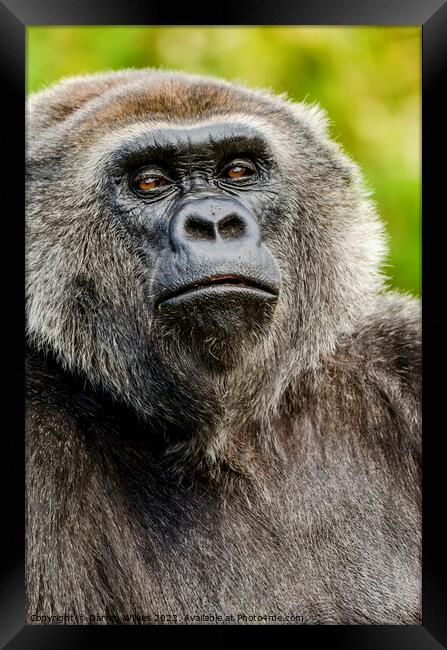 Silver back Gorilla  Framed Print by Darren Wilkes