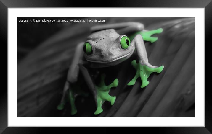  The Tree frog Framed Mounted Print by Derrick Fox Lomax