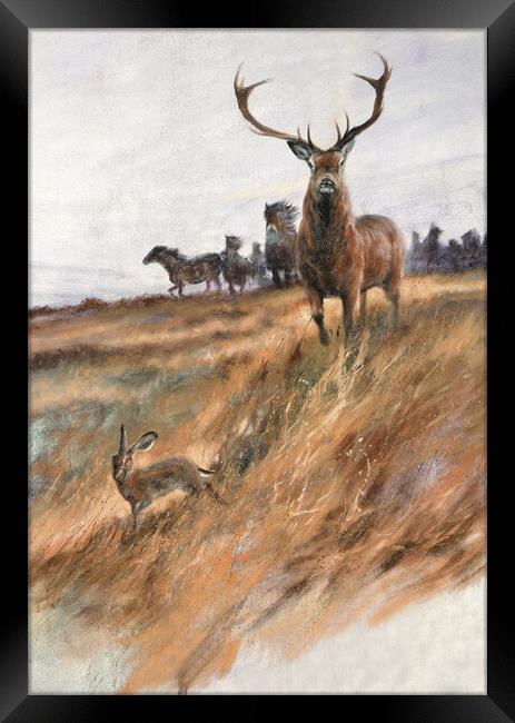 Majestic Exmoor Wildlife Framed Print by graham young