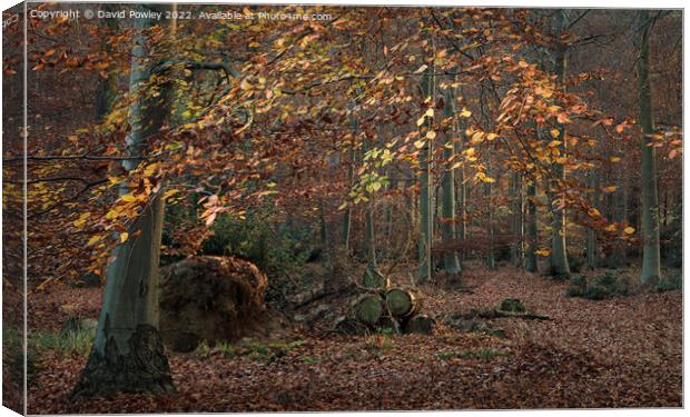 Autumn Colours in Thetford Forest Canvas Print by David Powley
